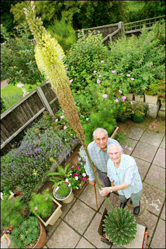 3. Bông hoa khổng lồ cao tới 10 ft (hơn 3 mét) này là của một cây xương rồng đặc biệt. Cây xương rồng này được một cặp vợ chồng người Anh chăm sóc tới 52 năm mới ra hoa.