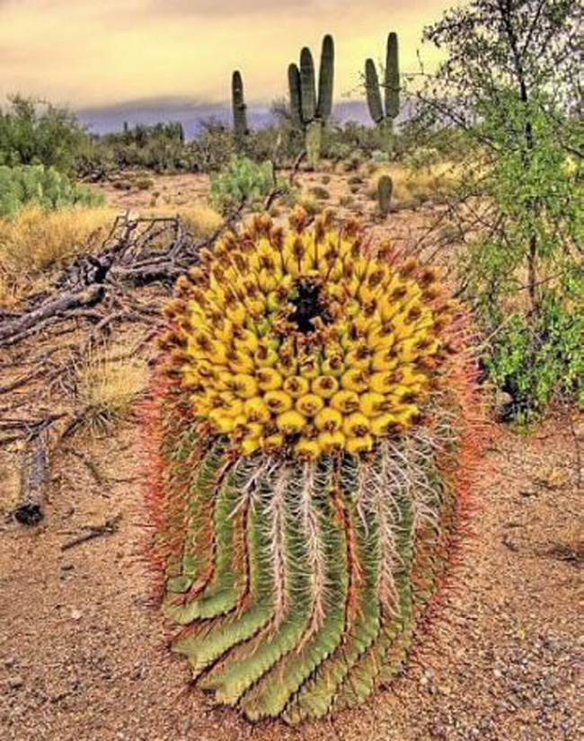 4. Còn đây lại là hình ảnh chụp từ bên trên của một bông hoa xương rồng lạ mọc trên sa mạc