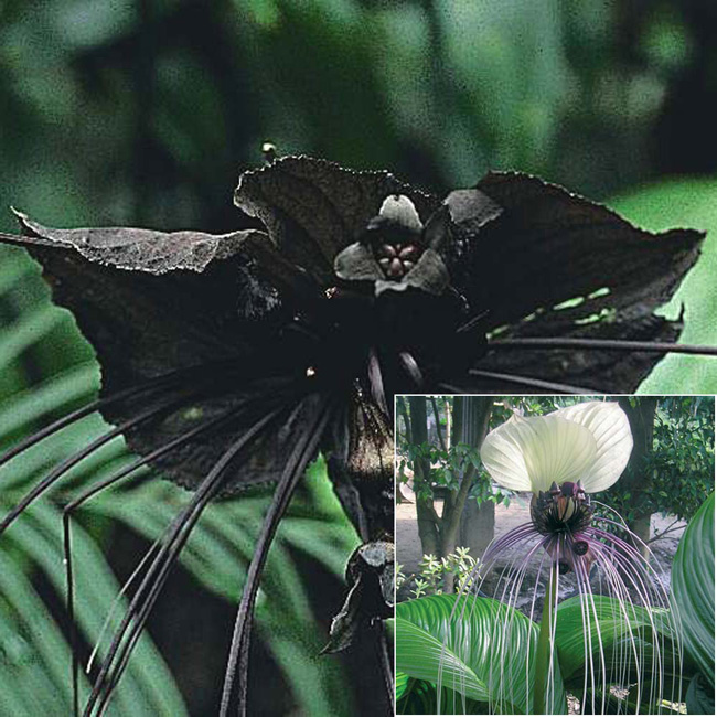 5. Hoa dơi, tên tiếng anh thường gọi là bat flower, bởi nó có nhiều diểm giống với loài dơi.