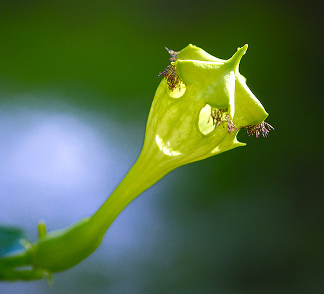 9. Bông hoa Ceropegia Monteroiae dưới ánh nắng trông như một khuôn mặt đang cười.