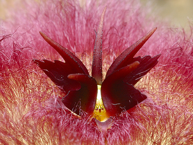 11. Hình ảnh phóng to của loài hoa Stapelia hirsuta sống ở Koppieskraal, Laingsburg, Nam Phi.