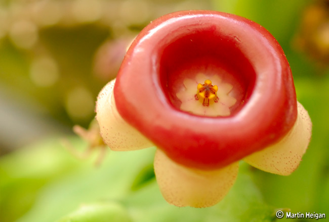 10. Hoa Huernia insigniflora trông giống như một chiếc phao to màu đỏ khổng lồ chứa trong đó là một sinh vật bé nhỏ.