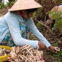 Thị trường - Tiêu dùng - Nấm mối khan hiếm giá 600.000 đồng/kg