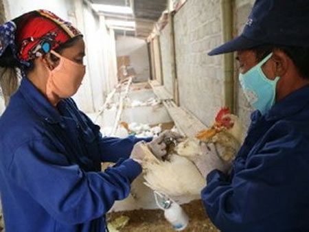 Công bố dịch cúm H5N1 tại Điện Biên Phủ - 1