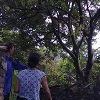 Tin tức trong ngày - Thực hư “cây vải thiêng biết khóc"