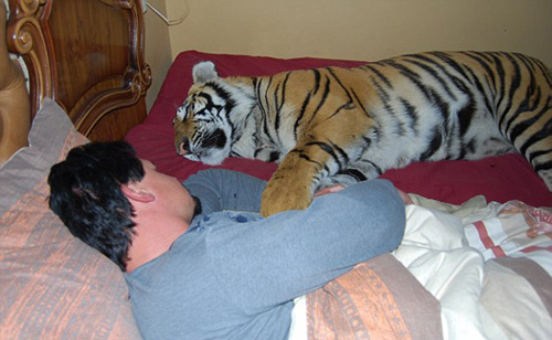 Nhận hổ dữ làm "con nuôi" - 6