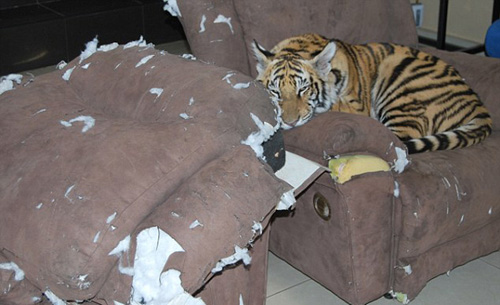 Nhận hổ dữ làm "con nuôi" - 15