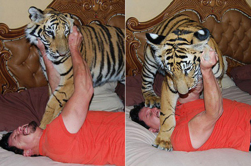 Nhận hổ dữ làm "con nuôi" - 11