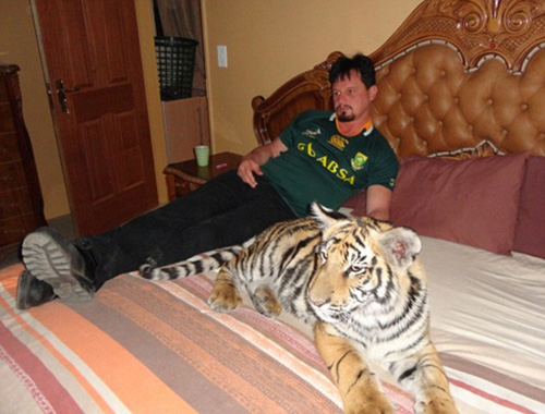 Nhận hổ dữ làm "con nuôi" - 9