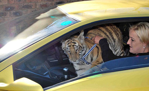 Nhận hổ dữ làm "con nuôi" - 8