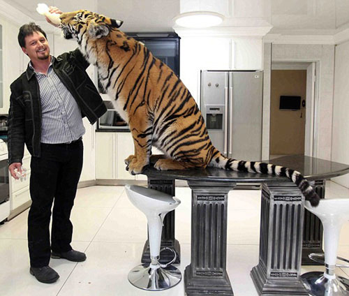 Nhận hổ dữ làm "con nuôi" - 12