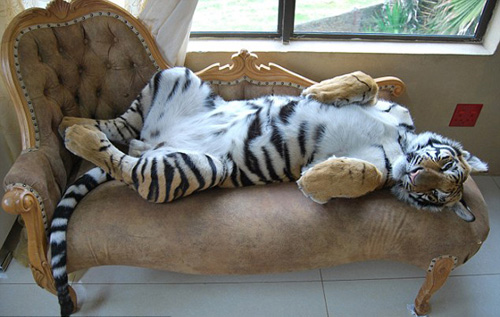 Nhận hổ dữ làm "con nuôi" - 4