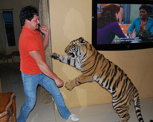 Nhận hổ dữ làm "con nuôi" - 10