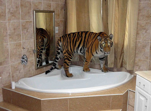 Nhận hổ dữ làm "con nuôi" - 3