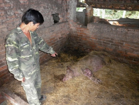 Lợn tai xanh xuất hiện ở nhiều huyện Hà Nội - 1