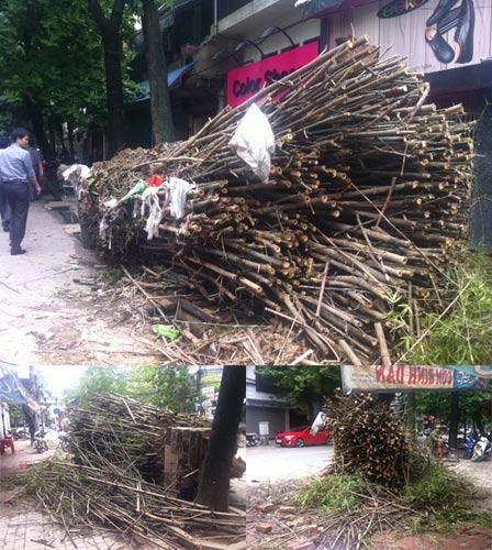 Bụi tre già nửa thế kỷ giữa HN bật tung gốc - 2