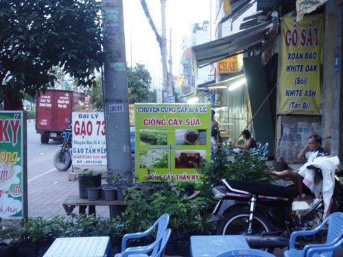 TP.HCM: Đổ xô mua, bán sưa giống - 3