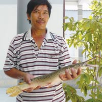 Khánh Hòa: Bắt được con cá đầu cá sấu, vảy rắn