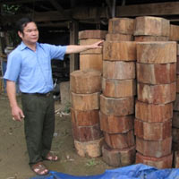 Tin tức trong ngày - Chiêu hợp thức hóa gỗ lậu của "ông trùm"