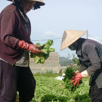 Thị trường - Tiêu dùng - Thương lái mua cả rau vừa trồng