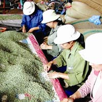 Thị trường - Tiêu dùng - Cà phê Việt trước "cơn bão" FDI