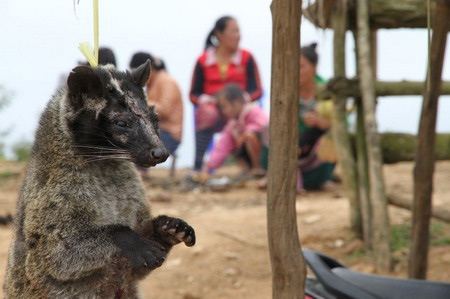 Hãi hùng cảnh người Việt phanh thây khỉ - 13