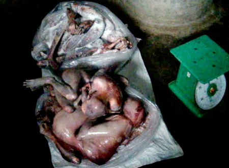 Hãi hùng cảnh người Việt phanh thây khỉ - 3