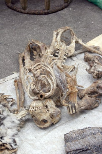 Hãi hùng cảnh người Việt phanh thây khỉ - 9