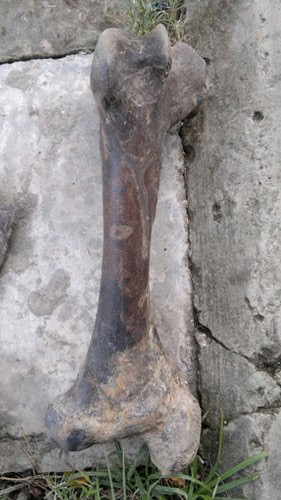 Phát hiện bộ xương lạ ở Cà Mau - 2