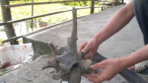 Phát hiện bộ xương lạ ở Cà Mau - 3
