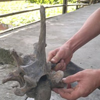 Tin tức trong ngày - Phát hiện bộ xương lạ ở Cà Mau