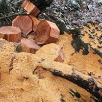 Tin tức trong ngày - Đột nhập "công trường" tàn phá rừng