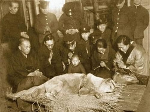 Bức ảnh vô giá về chú chó huyền thoại ở Nhật - 1
