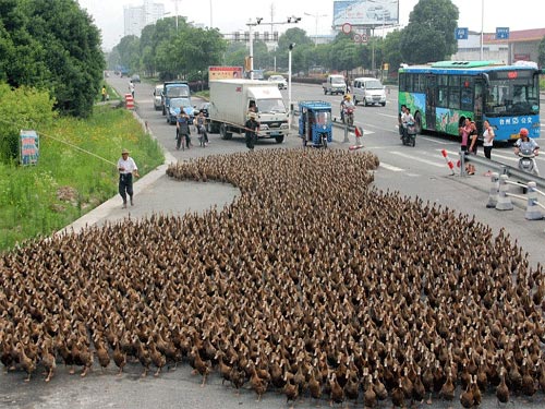 TQ: 5.000 con vịt dạo phố, bao vây xe cộ - 1