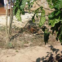 Pháp luật - Nữ sinh chết lõa thể trong rẫy cà phê