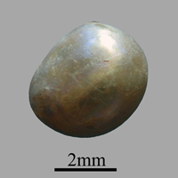 Tin tức trong ngày - Phát hiện viên ngọc trai cổ nhất thế giới