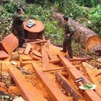 Tin tức trong ngày - Đêm, nín thở nhìn lâm tặc "xả thịt" rừng