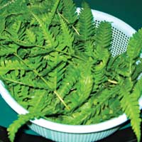 Ẩm thực - Rau dớn: rau "vua" trong các loại rau