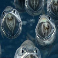 Phi thường - kỳ quặc - Những "bóng ma" dưới lòng biển Đỏ