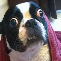 Phi thường - kỳ quặc - Chú cún lập kỷ lục thế giới vì mắt to