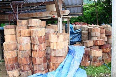 Ông trùm đứng sau các vụ phá rừng là ai? - 2