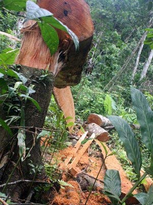 Ông trùm đứng sau các vụ phá rừng là ai? - 3