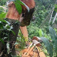 Tin tức trong ngày - Ông trùm đứng sau các vụ phá rừng là ai?