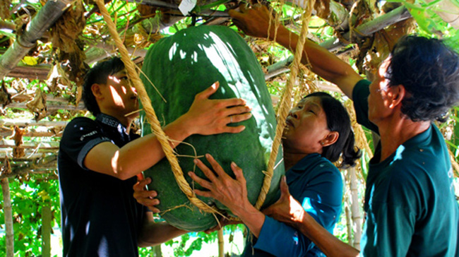Giống bí ở Mỹ Thọ, Bình Định có chu vi từ 1 đến 1,4 mét.