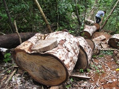 Cục kiểm lâm vào cuộc vụ phá rừng Ba Bể - 1