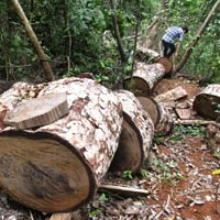 Tin tức trong ngày - Cục kiểm lâm vào cuộc vụ phá rừng Ba Bể