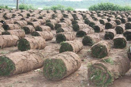 Nghề đặc biệt bên sông Hồng - 10