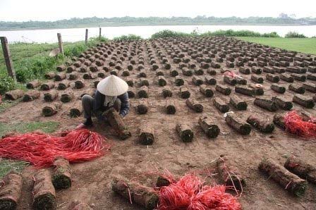 Nghề đặc biệt bên sông Hồng - 8