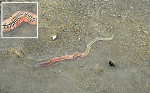 Sự thật về những chuyện "lạ lùng" ở VN - 2