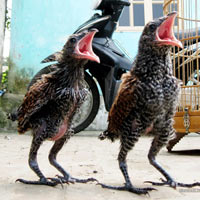 Tin tức trong ngày - Sự thật về những chuyện "lạ lùng" ở VN